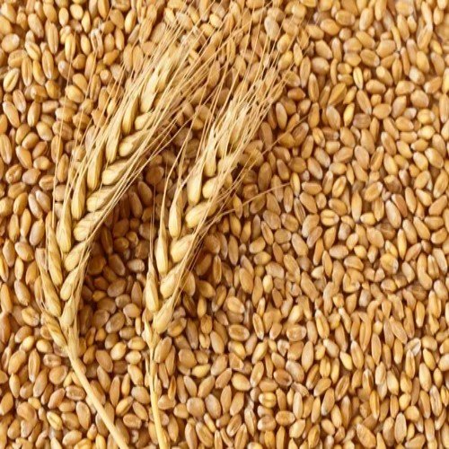 Wheat